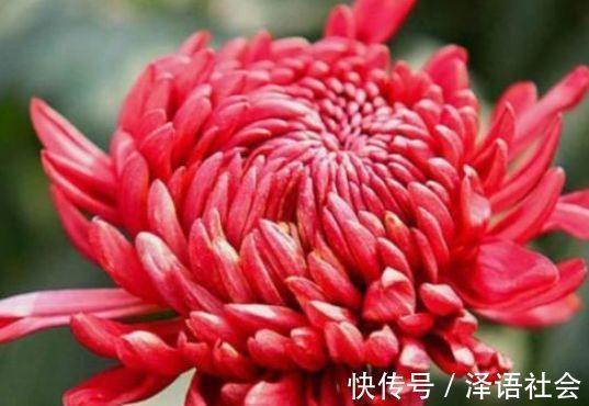 养花|养花养个花期长的,花大色艳胜玫瑰,四季开花不断,颜值超高的