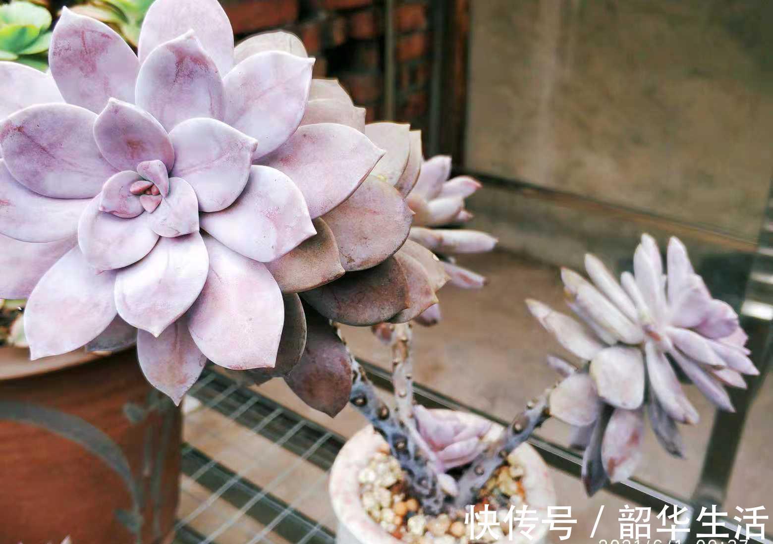 华丽|紫色系多肉华丽风车，夏季也不会轻易褪色，值得我们所有人养一盆