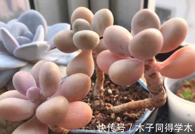 老桩|这些多肉太像了,一般人傻傻分不清楚,快看你有没有被骗?