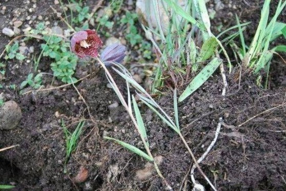 平贝母|见到这野生植物,一株都要珍惜,目前千元一斤,珍贵难得