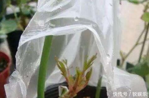 买菜的塑料袋别扔了,用来养花,养啥都旺,谁用谁知道