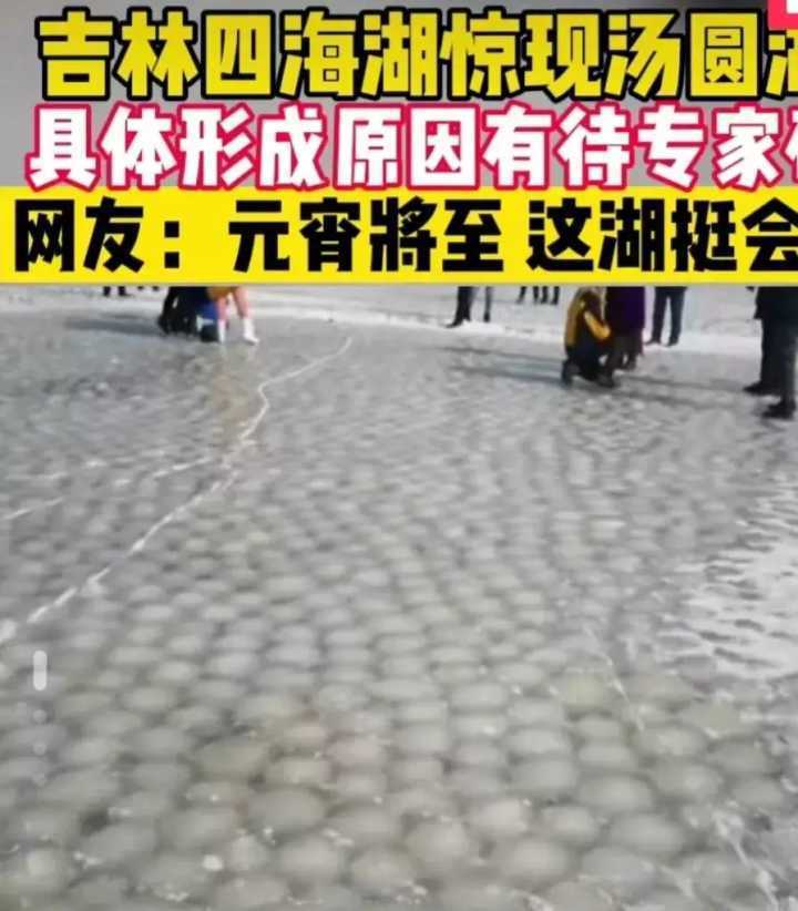 冰雪|吉林一湖出现满湖“汤圆”，大如篮球多达数十万，天然的还是人造的？