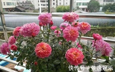 花朵|喜欢养花就盆栽月季,此款花期长、易爆盆,一株苗开出多色花