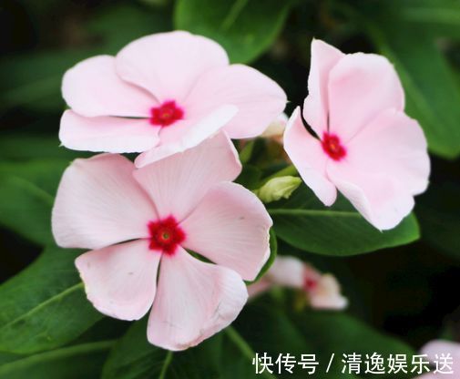 金闪闪|喜欢玫瑰,优选“高档玫瑰”假日公主,金闪闪,寓意快乐美好