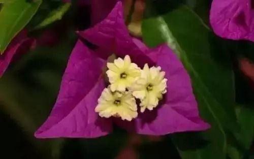 瑞香花|全国56市市花，太美了