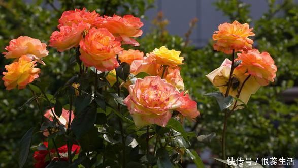 赤小豆汤|湿气的危害你知道它能“抽干”你体内的所有湿,早知早好