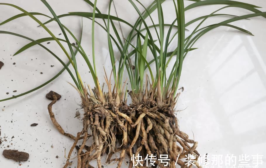 体检|6种情况，要给兰花翻盆，第1是“例行体检”，后2种建议忍耐一下