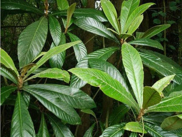 玻璃杯|中医建议农村常见的3种叶子，见了收好，止咳用它，百试百灵