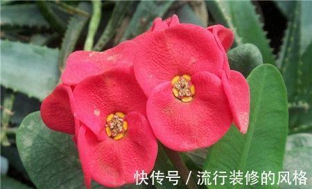 花期|农历7月10号起,最适合养这些花,越晒越爆盆,漂亮且花期长