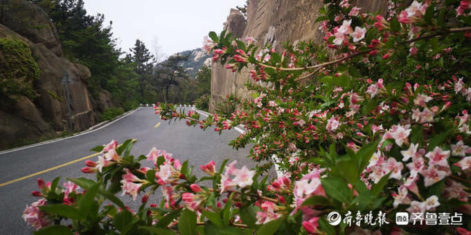 锦带|一路繁花相伴！巨峰五色海棠盛开，观光车上欣赏“锦带”