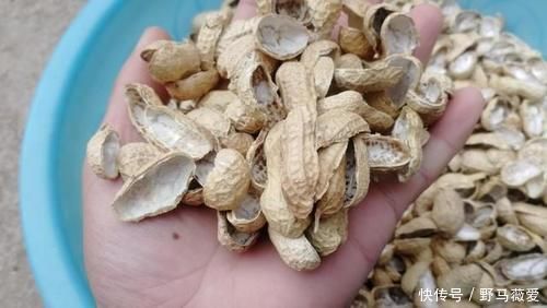 化肥|花生和瓜子壳、鸡蛋壳拿来养花,这么用,效果比化肥强10倍