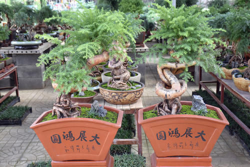 树桩|制作盆景时,很少的盆土能满足树木的生长吗?盆土越少,盆景的养护难度越大