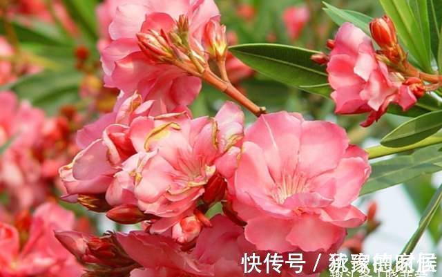 15种花有毒，家里有老人、小孩、孕妇或宠物的，要慎养