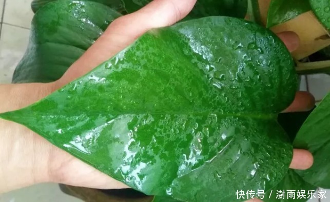 清水|还在用清水浇绿萝别傻了,绿萝是个“大酒鬼”,一小勺就爆盆!