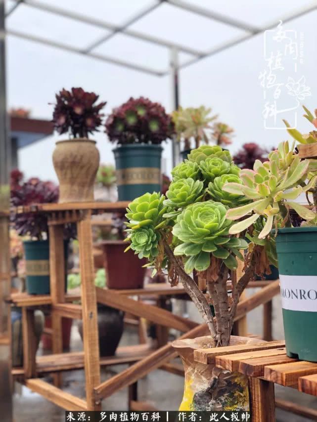 骄阳艳玫瑰,梦幻魔法师!独爱你的百媚千红!