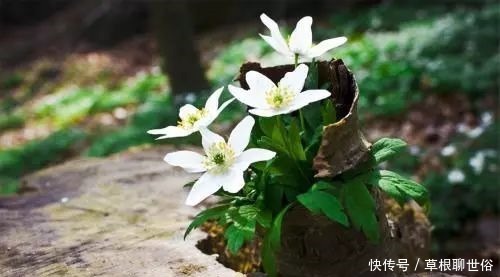 春天养花,这种水不能浇,浇1盆死1盆,大多数人都用错了!