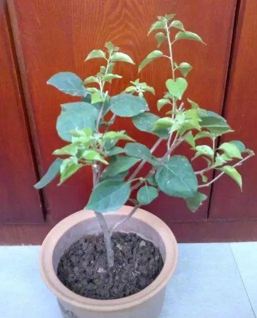 长寿月季花后赶紧剪一刀,剪完就开花,一直剪一直开!