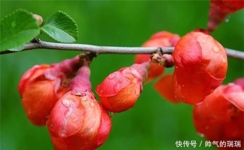 李清照|李清照最“俏皮”的一首词,专门向丈夫撒娇的,结果成千古名作