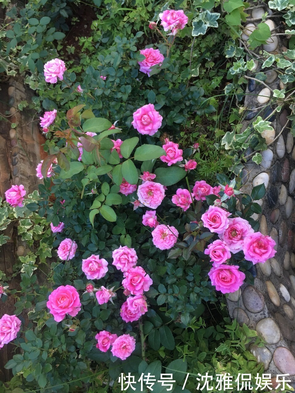 有机肥|月季花苞越来越小趁着天热“剪几刀”,再次开花又大又密