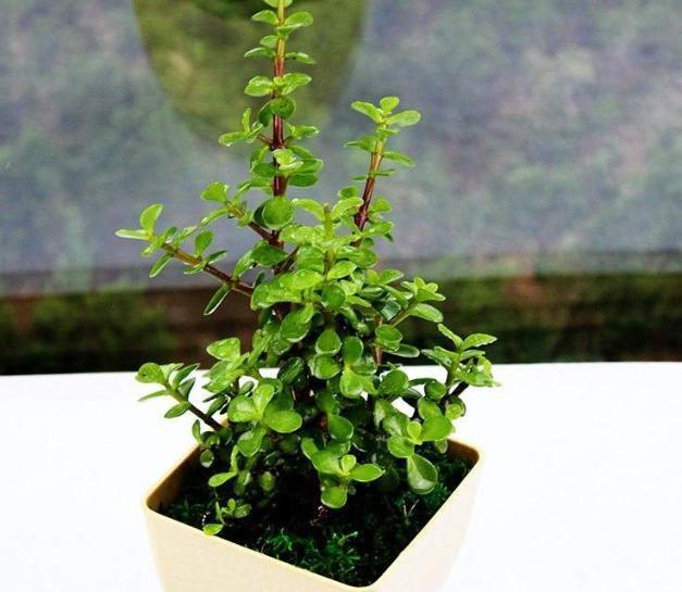 金枝玉叶这样养，枝干粗壮叶片肥，一根小枝条，一年变“老桩”