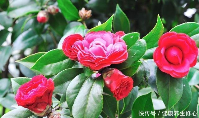 这几种花只能秋天扦插,到了春天爆盆,满枝头全是花!