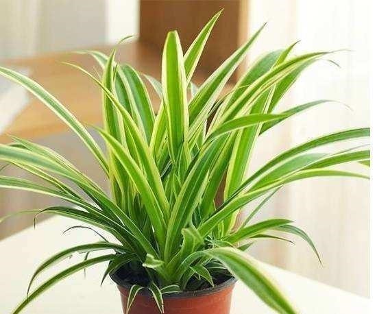 新手|这6种花卉,越是忘记浇水,越容易长爆盆,新手和懒人都爱种