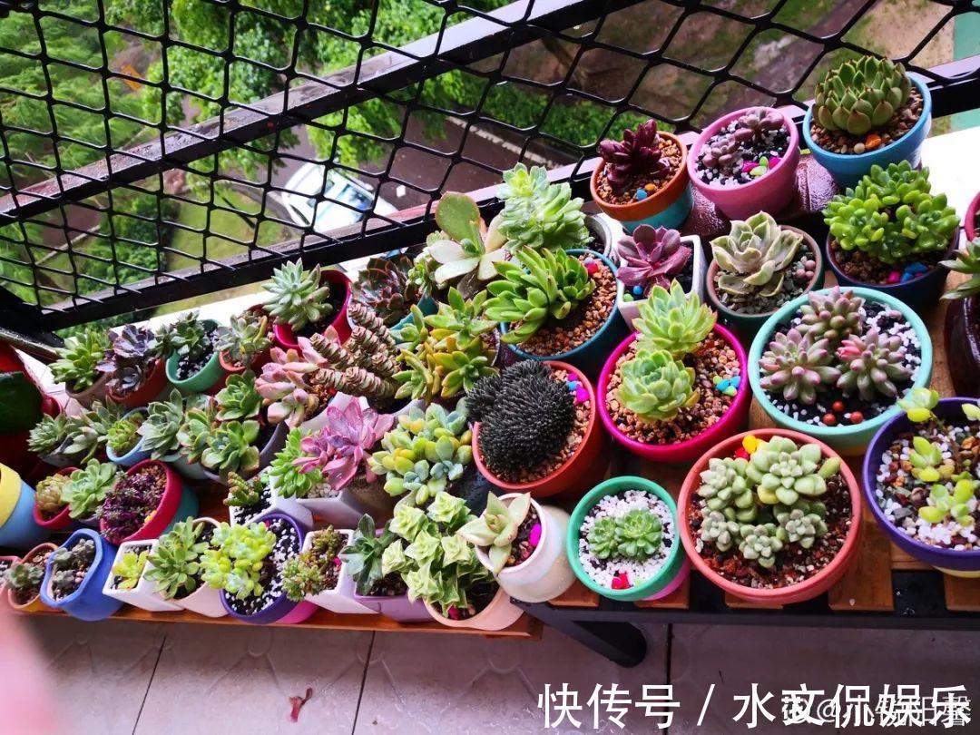 玉缀|秋天买多肉,认准这点,长得胖嘟嘟窜出一圈小芽!