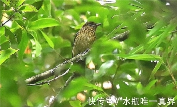 孤篇#有些诗人只有一首诗流传下来,这些诗人中最著名的是哪10位?