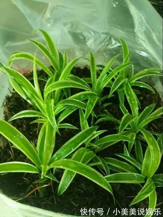 给这花换盆,土里扒出30个崽,根本不用扦插!