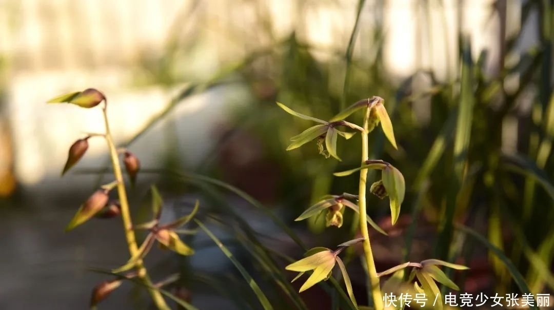 兰花花蕾掉了是什么原因?这三种情况最多见,蕙兰更要注意