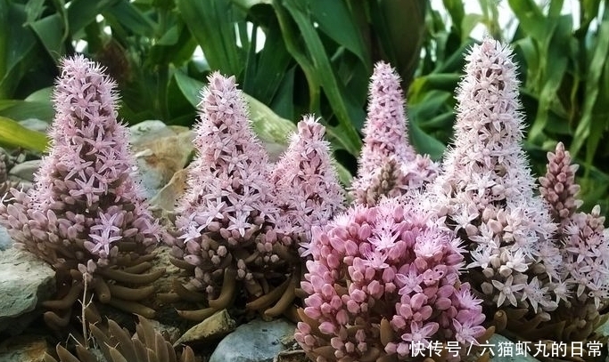 这种平凡而又伟大的小草,若长在你家屋顶,是福气,如今很珍贵