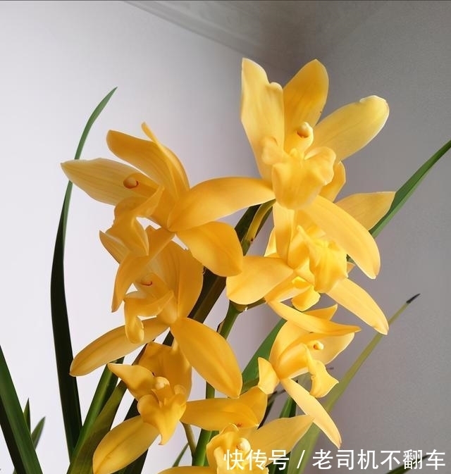 这款兰花,通体金黄耀眼,香味浓郁持久,比绿萝还好养,适合新手