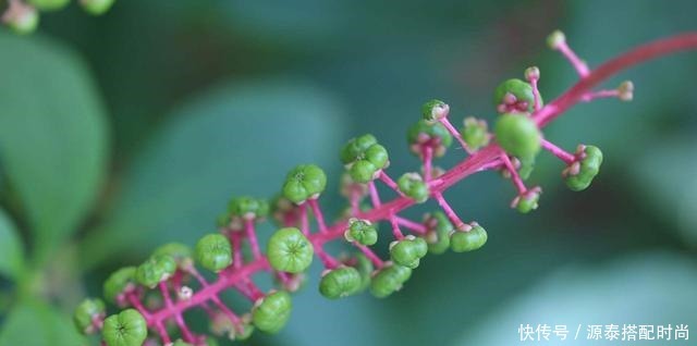 消肿止痛|农村有种野草,常被农村娃当成指甲油,却少有人知