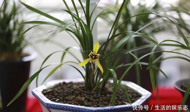 兰花不开花给它配上“3种”营养水,呼呼冒花苞,爆花很容易!