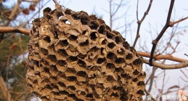 关节肿|马蜂窝也是一种药中医称之为“蜂房”,有什么奇效呢涨知识了