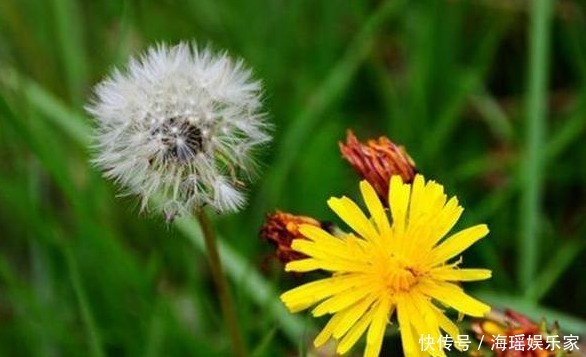 亲爱的|这草被称为“药草皇后”,泡水喝能治病,小时候将它当玩具