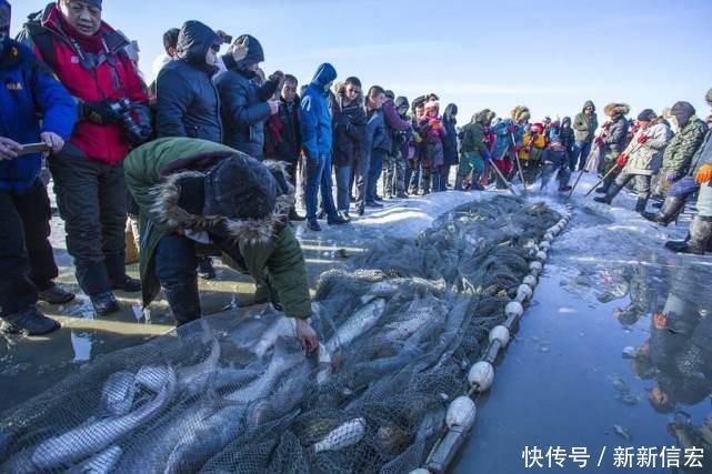 查干湖每年都冬捕，但湖里的鱼却越捞越多，当地老大娘说出实话