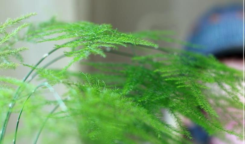 发黄|养好文竹,有3点很重要,叶子清新翠绿,枝叶繁茂