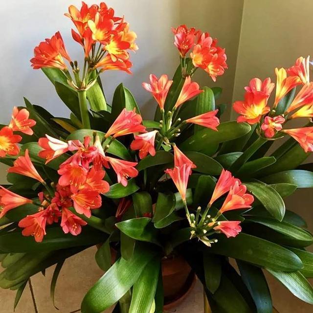 有些花不能“乱喷水”,这3种花叶片来点水,不知不觉就养死了