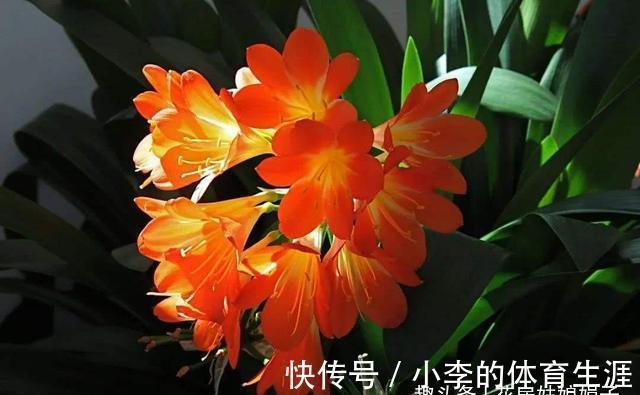 君子兰出现5个特征,是需要翻盆了,但时机不成熟,做好3点能缓解