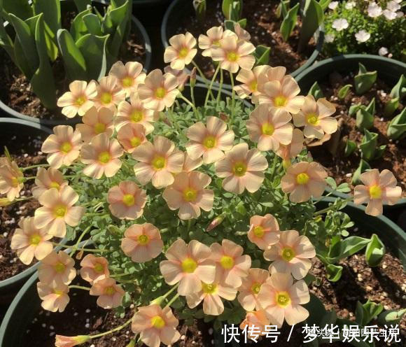 夏天|夏天疯狂开花的酢浆草,价格很便宜,买几个,埋到土里就开花