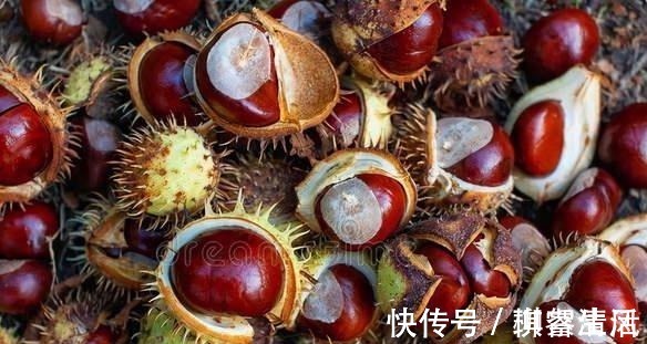 保存板栗不要直接放冰箱，良心果农教你一招，放一年也不发黑生虫！