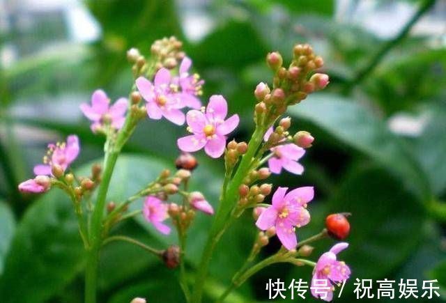 煮饭花|乡间土生土长的人参是一种高级补品,滋补强身,价值连城