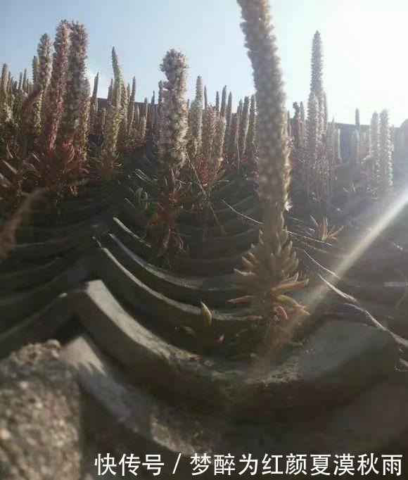 过年回老家,看看屋顶,有没有“房神”这可不是野草,这是福气