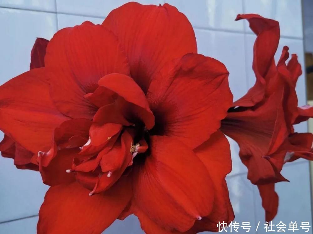 营养液|朱顶红埋土里,如何能年年开花,球变大、变多?