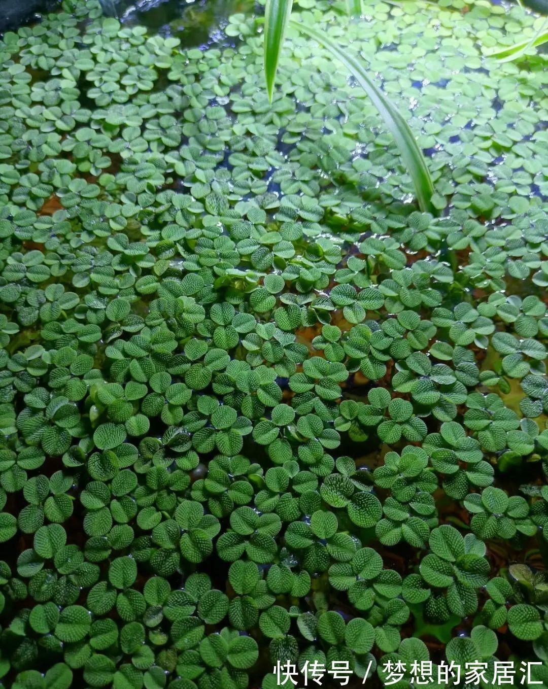 10种花太能喝水,一天一瓢水,7天爆满缸