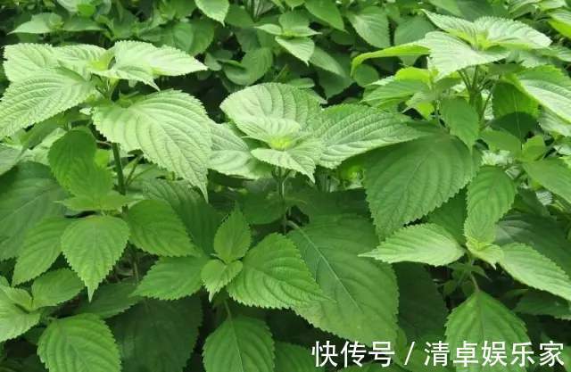 功效|乡下田间地头常见的“紫苏”,8大功效,教你全部吃出来!