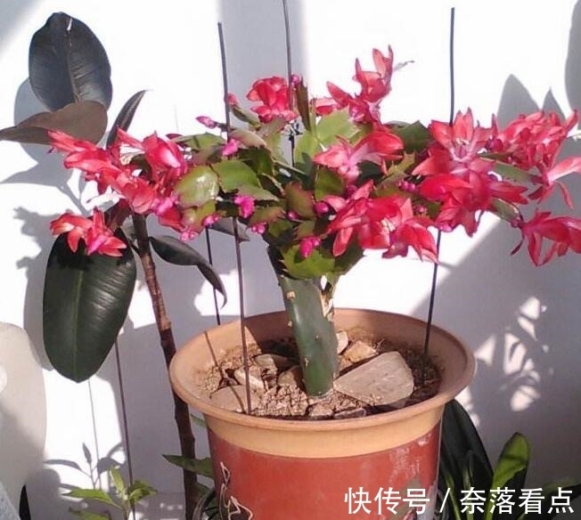 蟹爪兰嫁接,谨记“6字箴言”,嫁接失败,掌握“2法”,成功率高