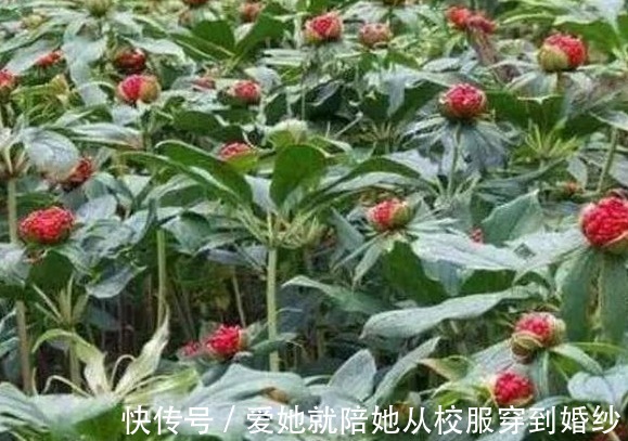 产后腹痛|乡下曾无人问津的野草，被称“天然止痛药”，现如今180一斤