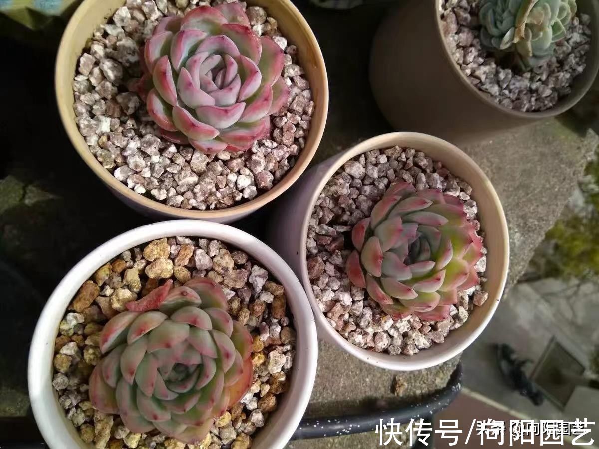 成品|不要再买成品营养土，不划算，不好用，全都是椰糠，很差劲